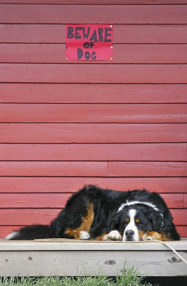 Wall Art Painting id:130915, Name: CO, Breckenridge Bernese mountain dog sleeps, Artist: Lord, Fred