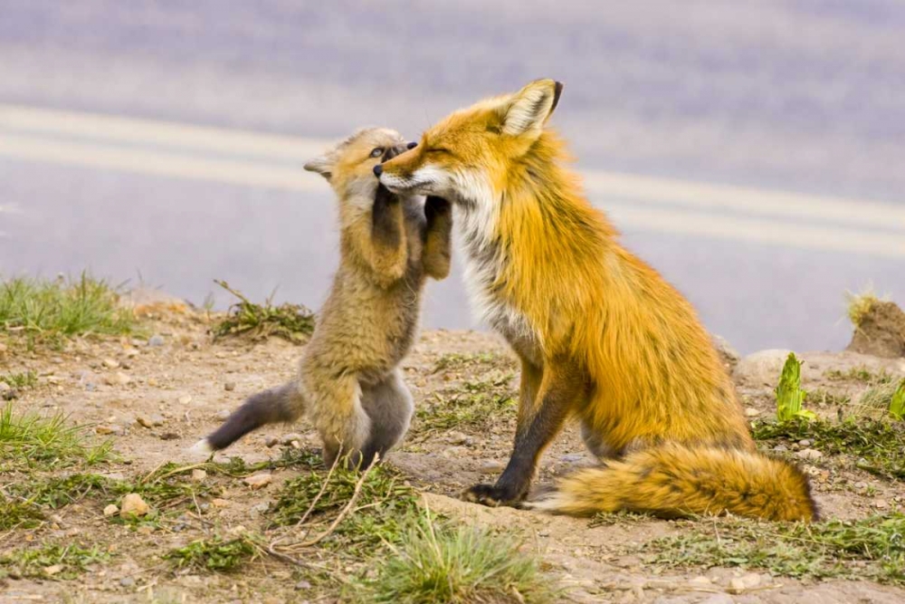 Wall Art Painting id:131009, Name: CO, Breckenridge Red fox mother with playful kit, Artist: Lord, Fred