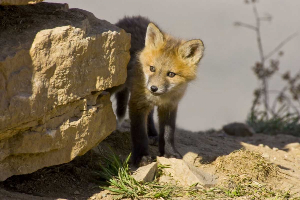 Wall Art Painting id:130895, Name: Colorado, Breckenridge Curious young red fox, Artist: Lord, Fred