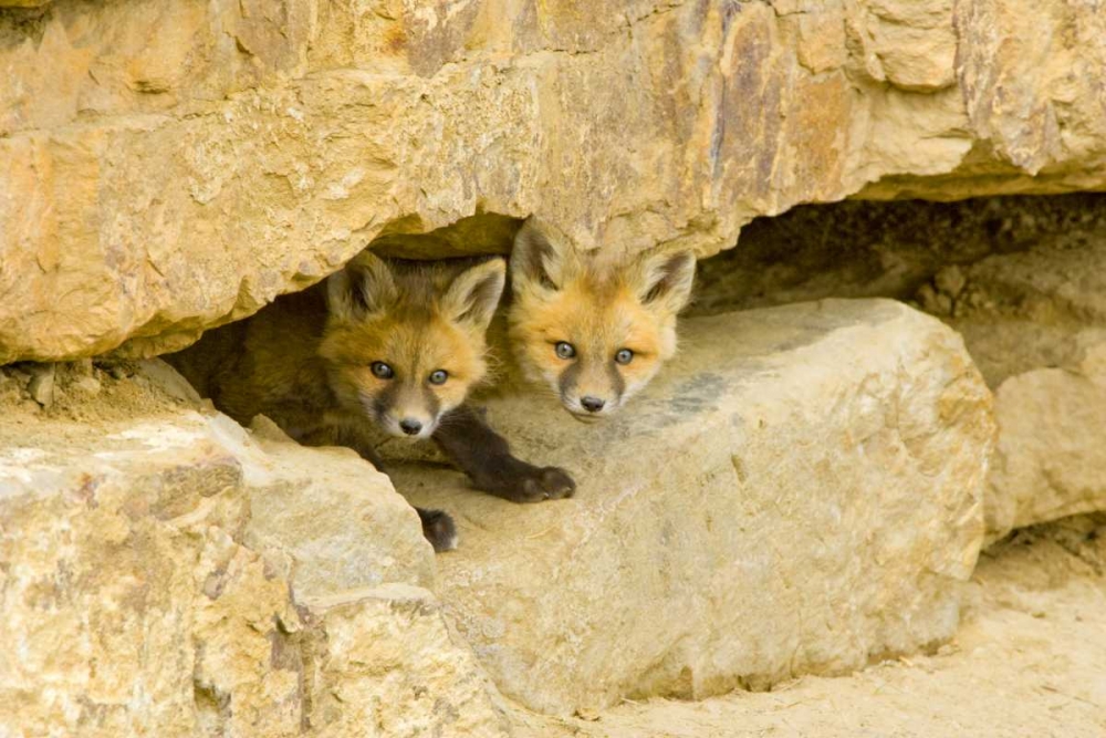 Wall Art Painting id:130835, Name: CO, Breckenridge Curious red fox kits, Artist: Lord, Fred