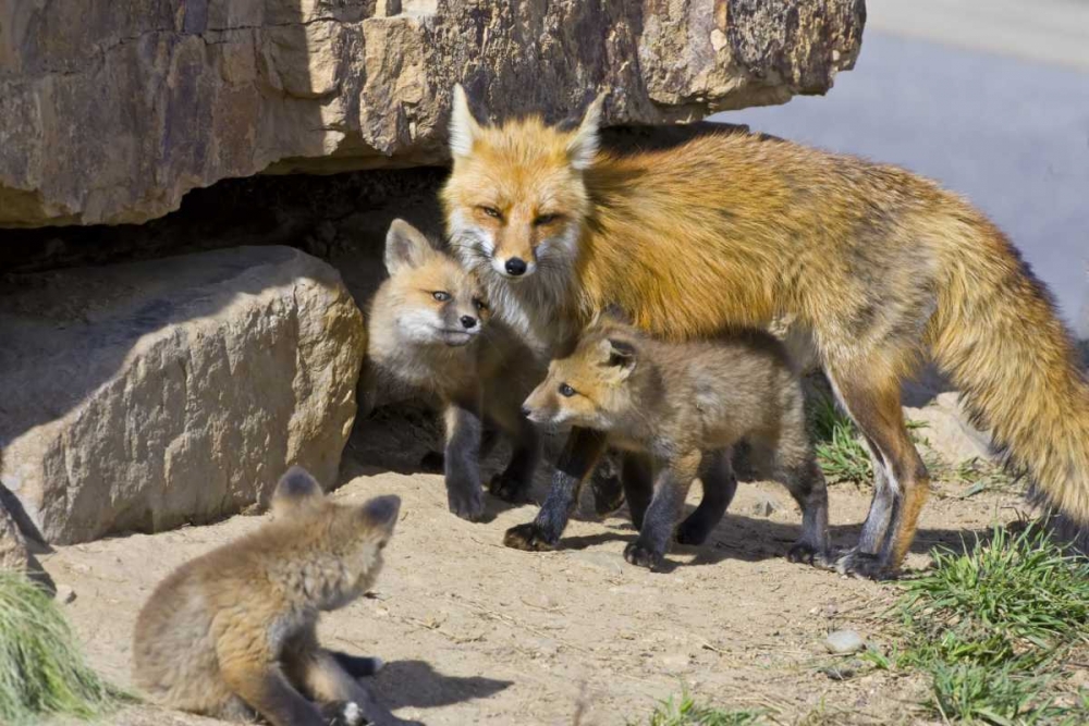 Wall Art Painting id:130978, Name: Colorado, Breckenridge Red fox mother with kits, Artist: Lord, Fred