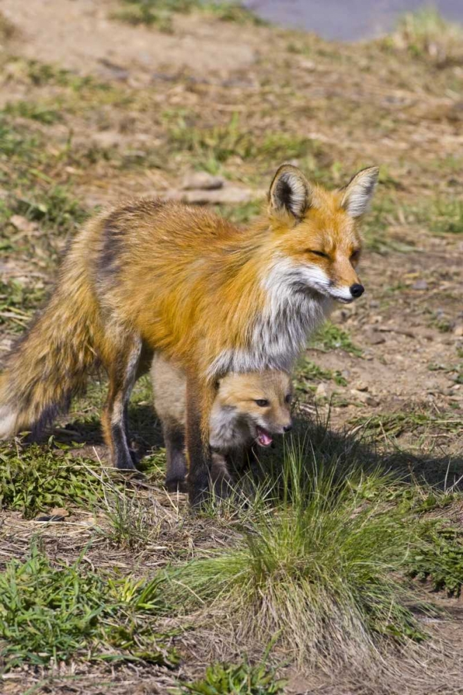 Wall Art Painting id:130935, Name: Colorado, Breckenridge Red fox mother with kit, Artist: Lord, Fred
