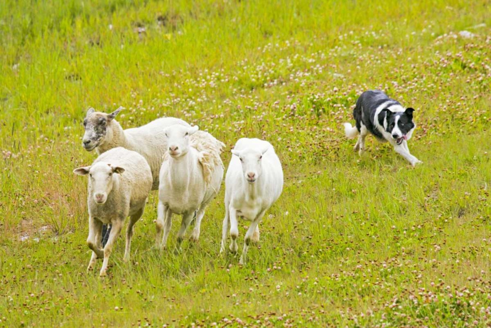 Wall Art Painting id:130983, Name: Colorado, Summit Co Border collie herding sheep, Artist: Lord, Fred