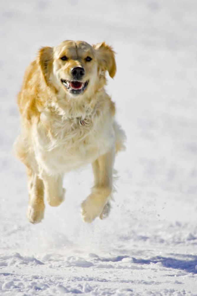 Wall Art Painting id:130861, Name: Colorado Golden retriever running in snow, Artist: Lord, Fred