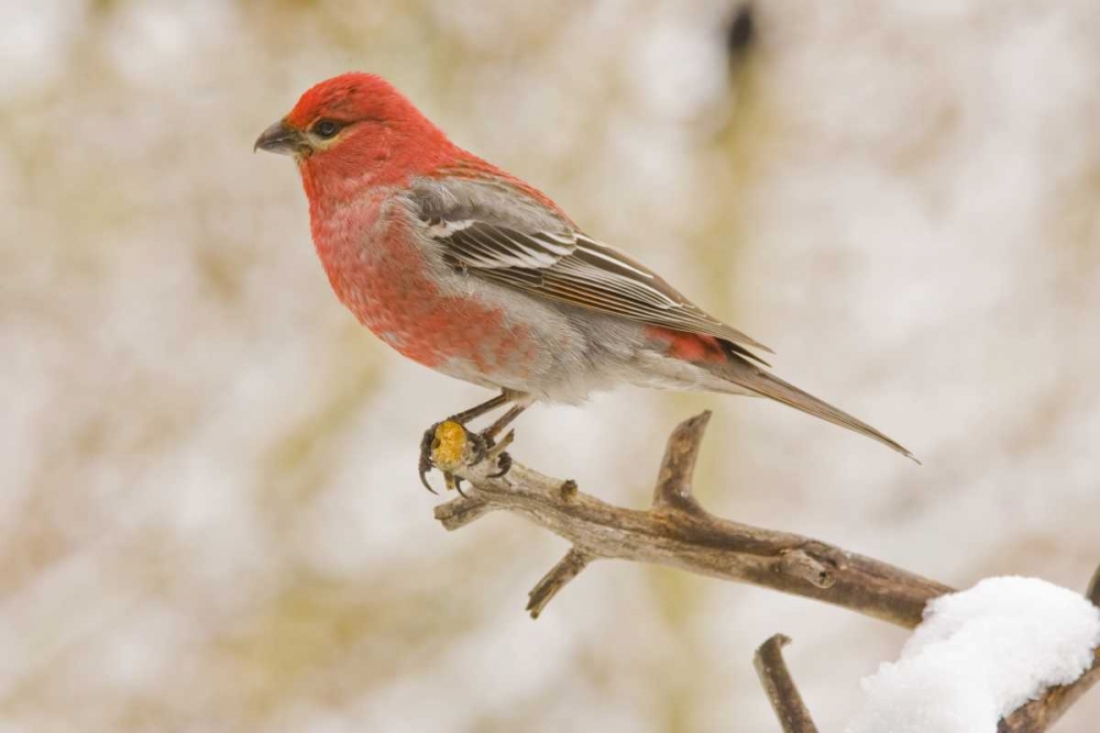 Wall Art Painting id:130959, Name: Colorado, Frisco Pine grosbeak perched on limb, Artist: Lord, Fred