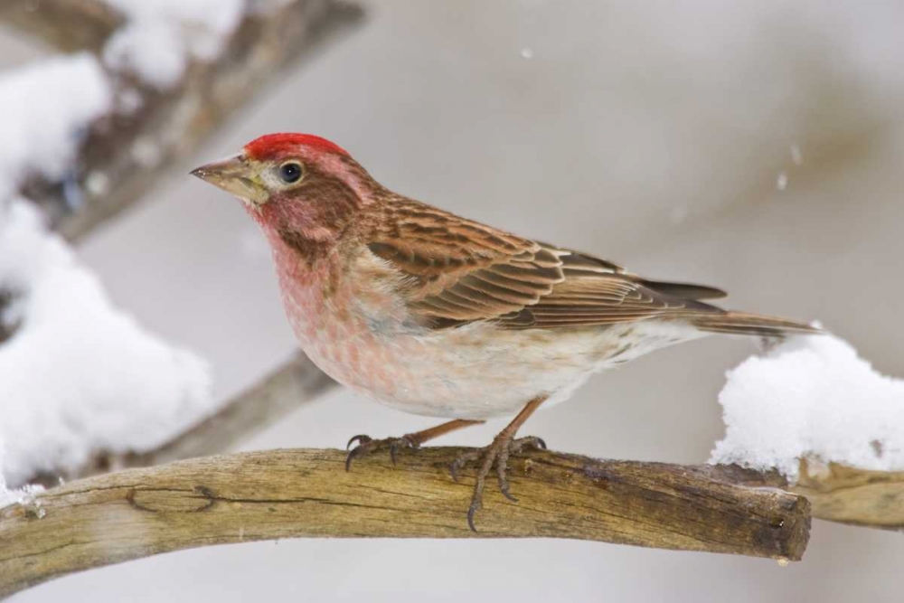 Wall Art Painting id:130885, Name: CO, Frisco Cassins finch perched on branch, Artist: Lord, Fred