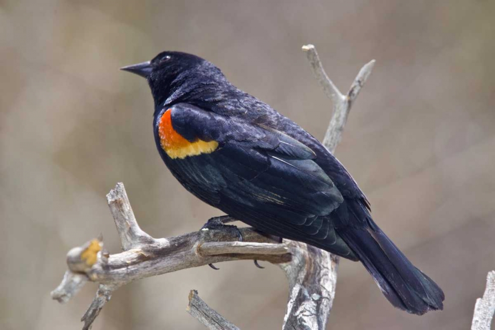 Wall Art Painting id:131010, Name: CO, Frisco Portrait of male red-winged blackbird, Artist: Lord, Fred