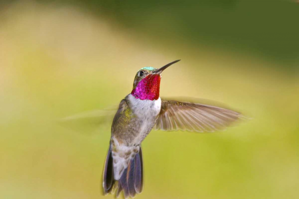 Wall Art Painting id:130930, Name: CO, Frisco Broad-tailed hummingbird in flight, Artist: Lord, Fred