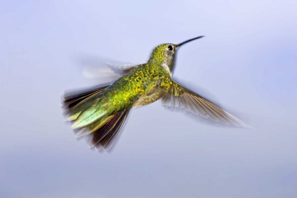 Wall Art Painting id:130924, Name: Colorado, Heeney Rufous hummingbird in flight, Artist: Lord, Fred