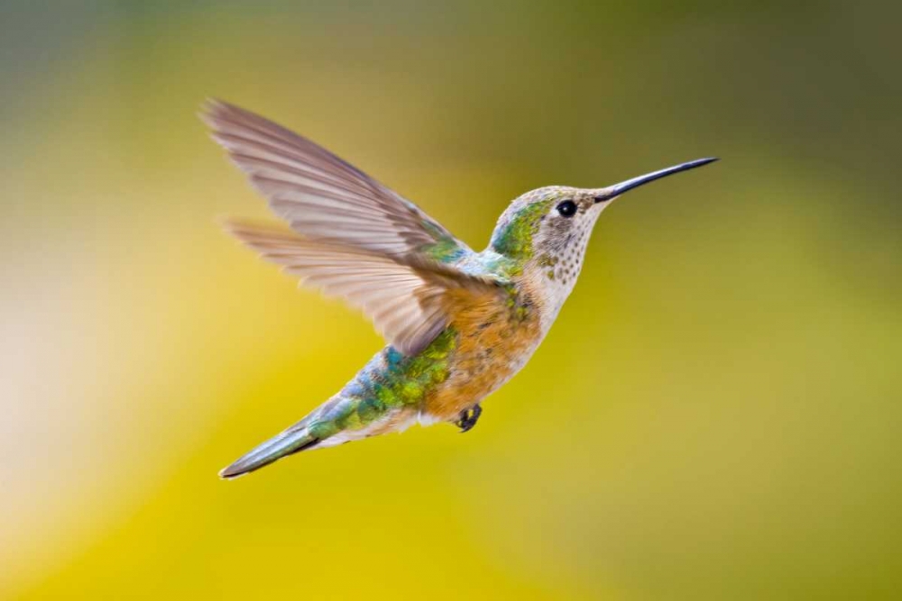 Wall Art Painting id:130925, Name: Colorado, Heeney Rufous hummingbird in flight, Artist: Lord, Fred