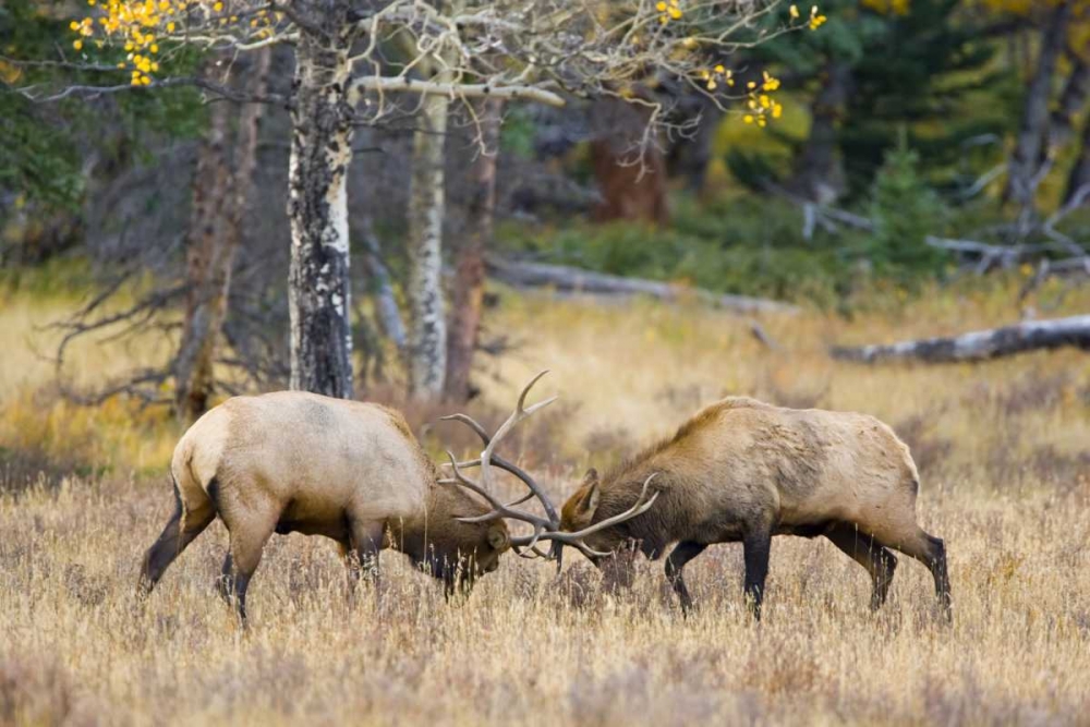 Wall Art Painting id:131018, Name: CO, Rocky Mts, Moraine Valley Bull elks sparring, Artist: Lord, Fred