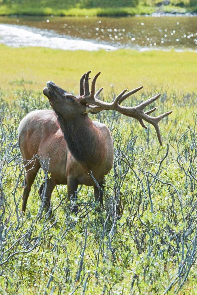 Wall Art Painting id:130837, Name: CO, Rocky Mts, Moraine Valley Bull elk, Artist: Lord, Fred