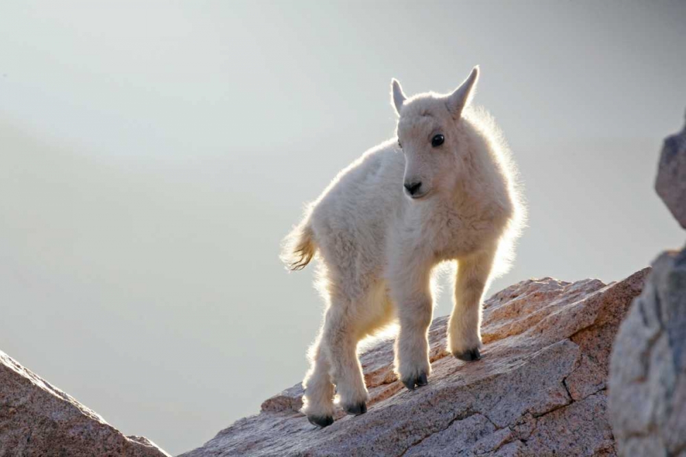 Wall Art Painting id:129716, Name: CO, Mt Evans Mountain goat kid backlit on rock, Artist: Illg, Cathy and Gordon