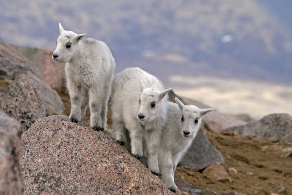 Wall Art Painting id:129560, Name: CO, Mt Evans Three mountain goat kids on rock, Artist: Illg, Cathy and Gordon