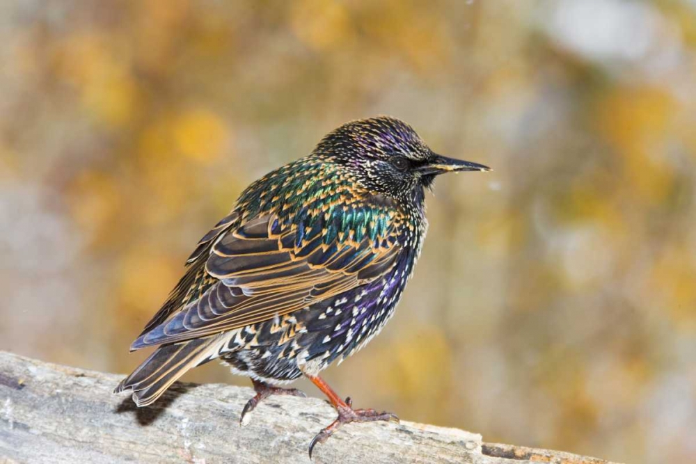 Wall Art Painting id:130903, Name: CO, Frisco European starling standing on log, Artist: Lord, Fred