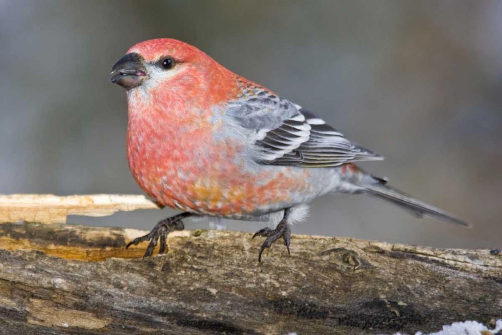 Wall Art Painting id:130981, Name: Colorado, Frisco Male pine grosbeak bird on log, Artist: Lord, Fred