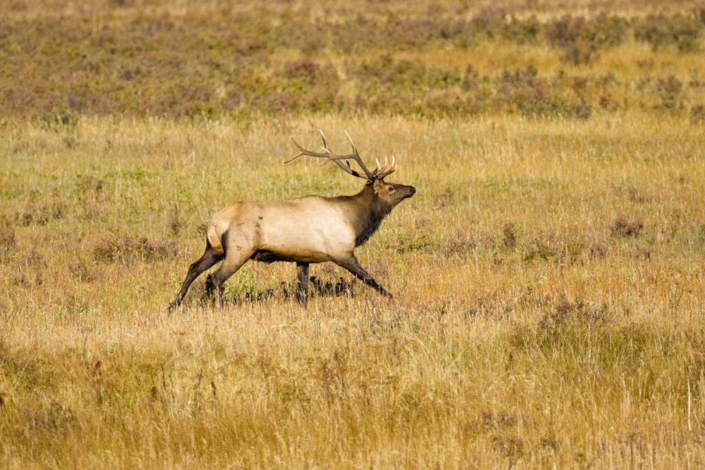 Wall Art Painting id:131015, Name: CO, Rocky Mts Bull elk with full rack of antlers, Artist: Lord, Fred