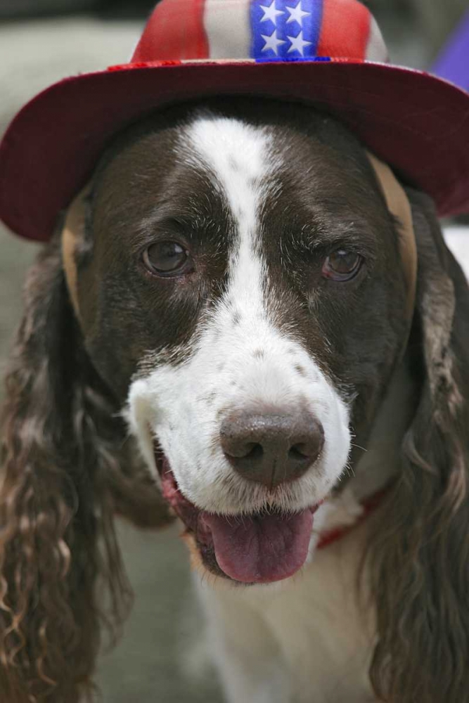 Wall Art Painting id:130839, Name: CO, Frisco Dog in a July Fourth parade, Artist: Lord, Fred