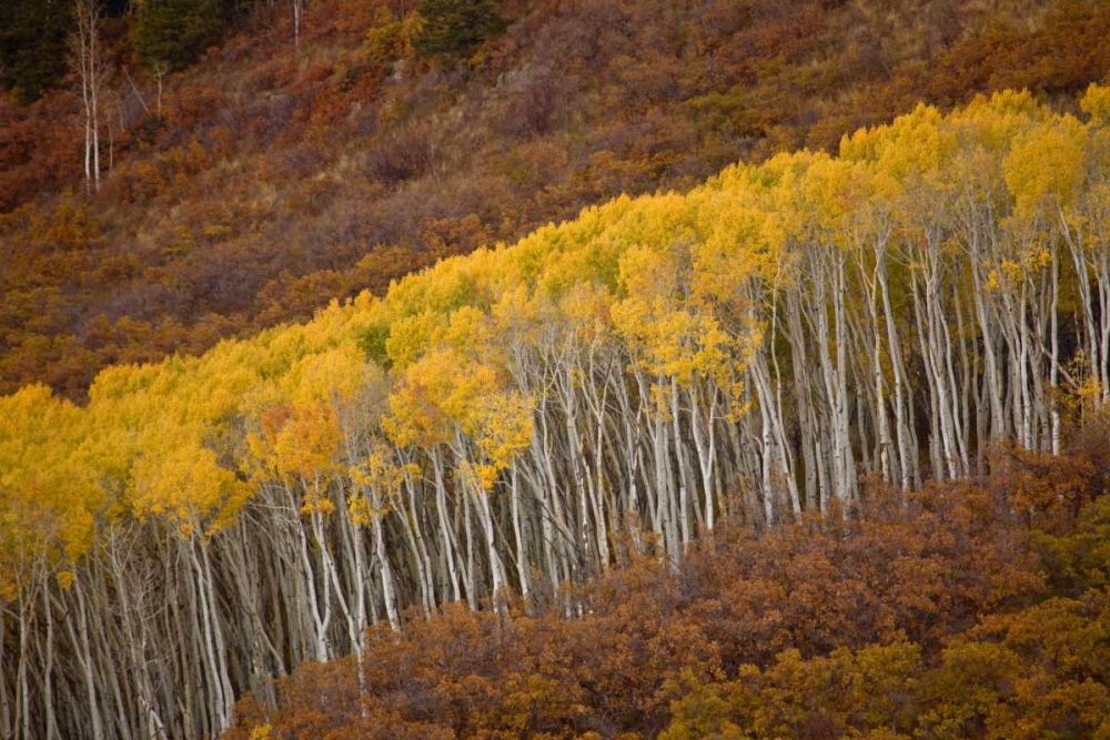 Wall Art Painting id:128252, Name: CO, Gunnison NP Autumn trees in Black Canyon, Artist: Grall, Don