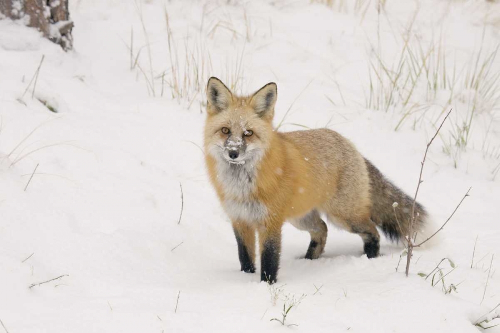 Wall Art Painting id:128303, Name: CO, Pike NF A red fox with snow on its muzzle, Artist: Grall, Don