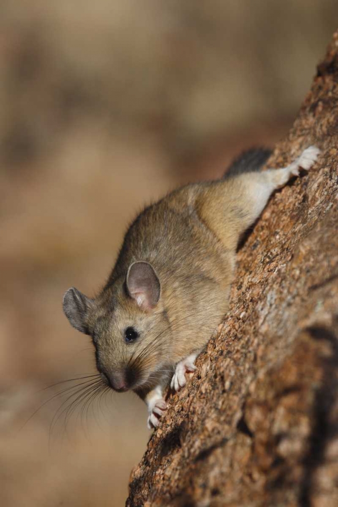 Wall Art Painting id:128192, Name: CO, Pike NF Bushy-tailed woodrat on a tree, Artist: Grall, Don