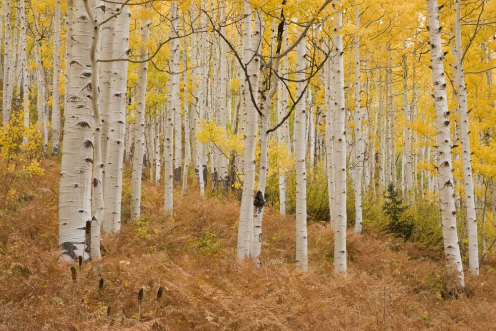 Wall Art Painting id:128141, Name: CO, Gunnison NF, Ohio Pass Aspen forest, Artist: Grall, Don