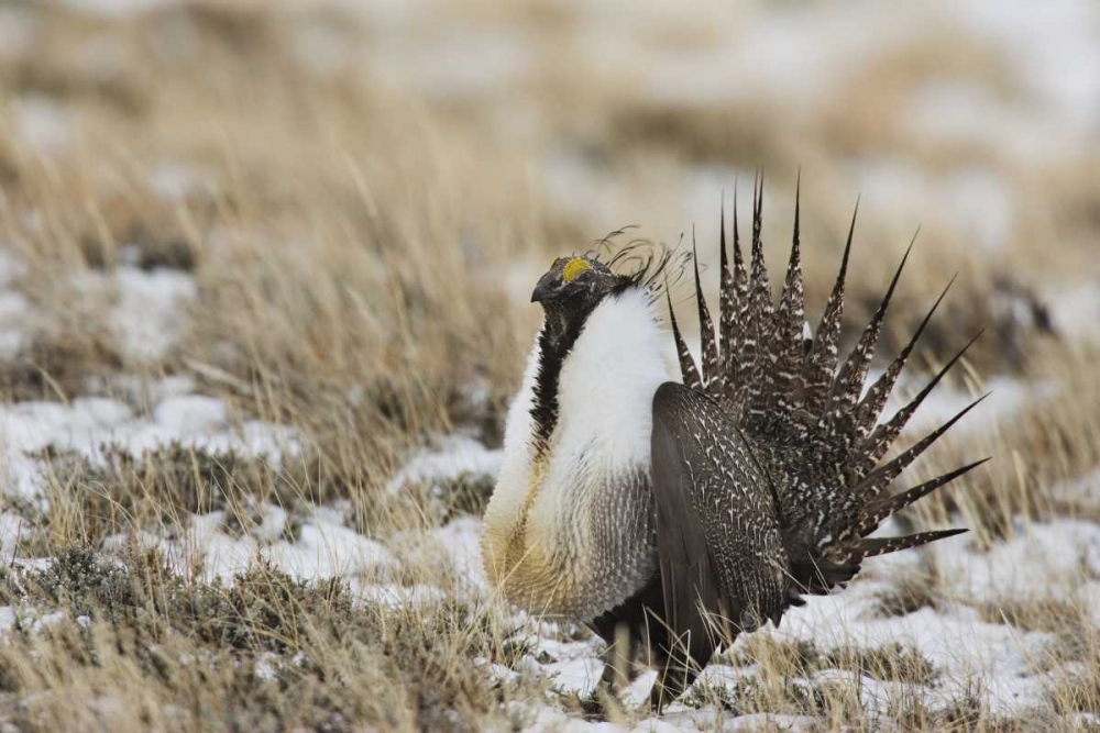 Wall Art Painting id:128296, Name: CO, North Park Greater sage grouse in display, Artist: Grall, Don