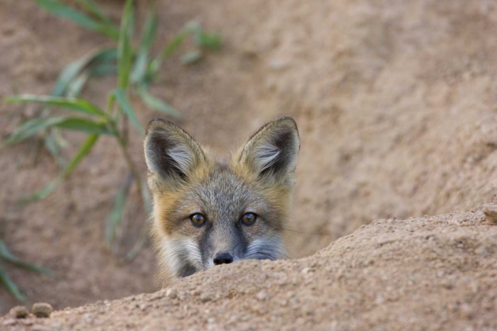 Wall Art Painting id:128356, Name: Colorado, Pike NF Shy red fox kit near den site, Artist: Grall, Don