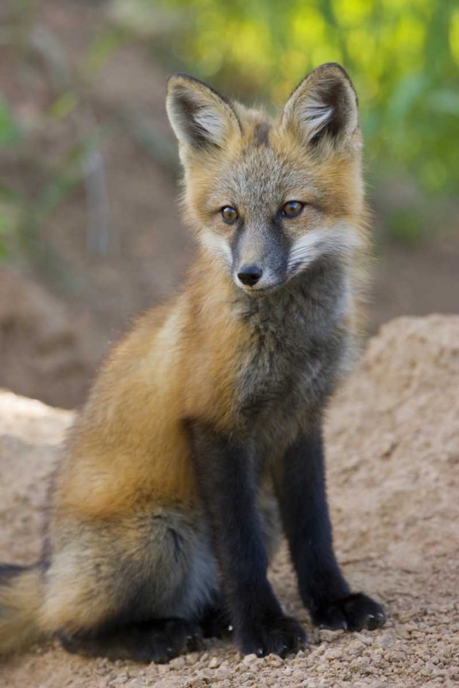 Wall Art Painting id:128197, Name: Colorado, Pike NF Red fox kit near den site, Artist: Grall, Don