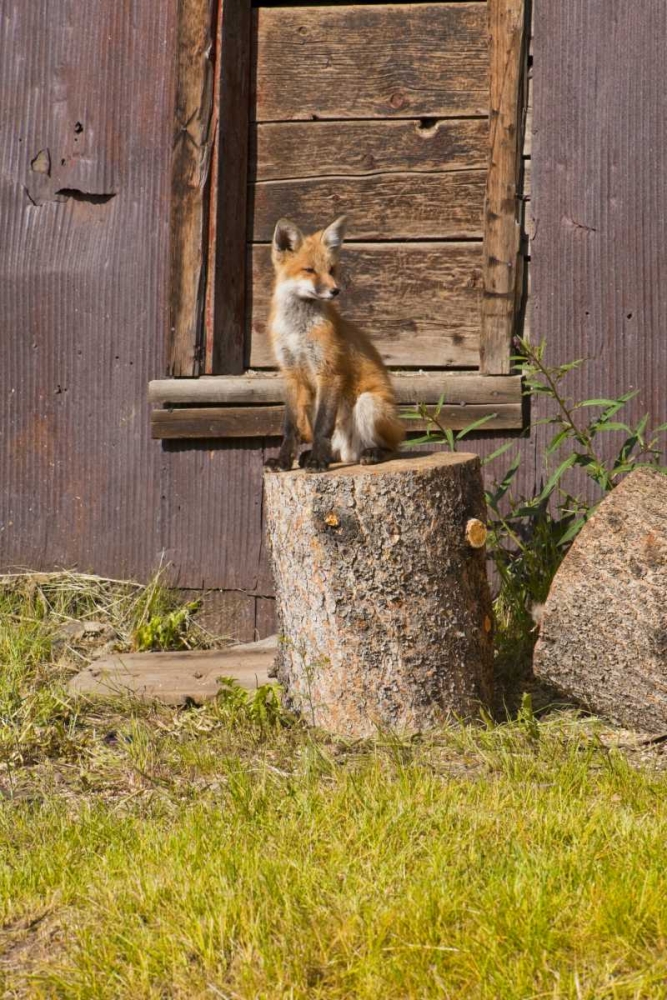 Wall Art Painting id:130877, Name: CO, Breckenridge Young fox sitting on log , Artist: Lord, Fred