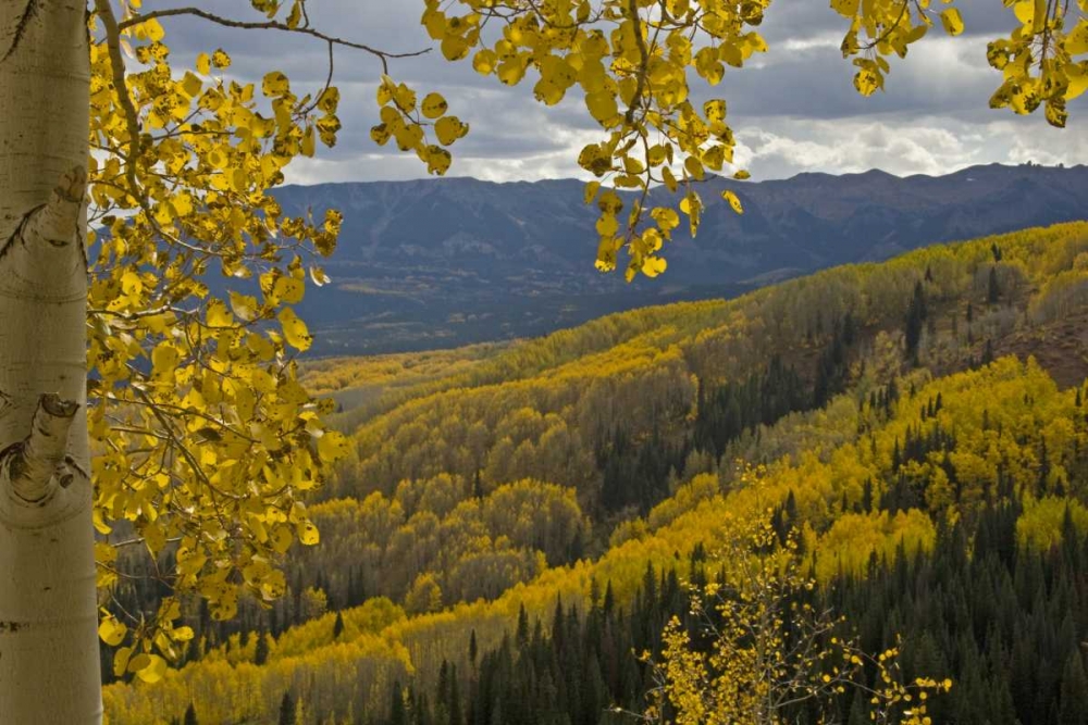 Wall Art Painting id:129783, Name: Colorado, Gunnison NF Fall color below Ohio Pass, Artist: Illg, Cathy and Gordon