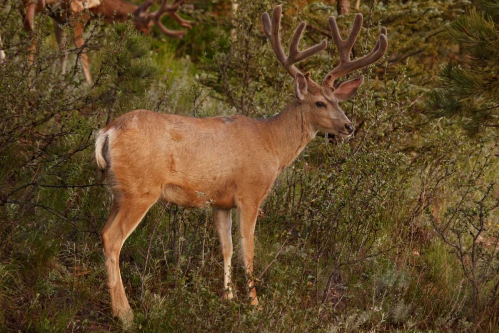 Wall Art Painting id:128333, Name: CO, Pike NF Mule deer buck with velvet antlers, Artist: Grall, Don