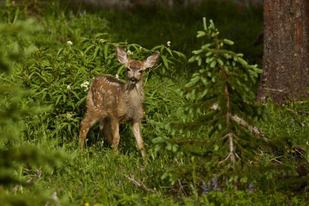 Wall Art Painting id:128206, Name: CO, White River NF Mule deer fawn in forest, Artist: Grall, Don