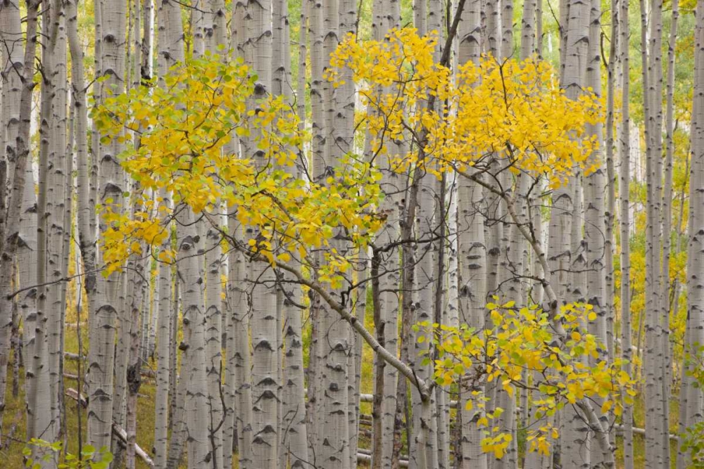 Wall Art Painting id:128330, Name: CO, White River NF A stand of aspens in autumn, Artist: Grall, Don