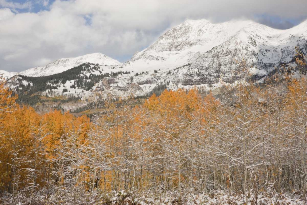 Wall Art Painting id:128155, Name: CO, Gunnison NF Aspens after a snowstorm, Artist: Grall, Don