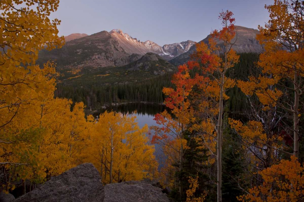 Wall Art Painting id:128190, Name: CO, Rocky Mts Aspen trees frame Longs Peak, Artist: Grall, Don