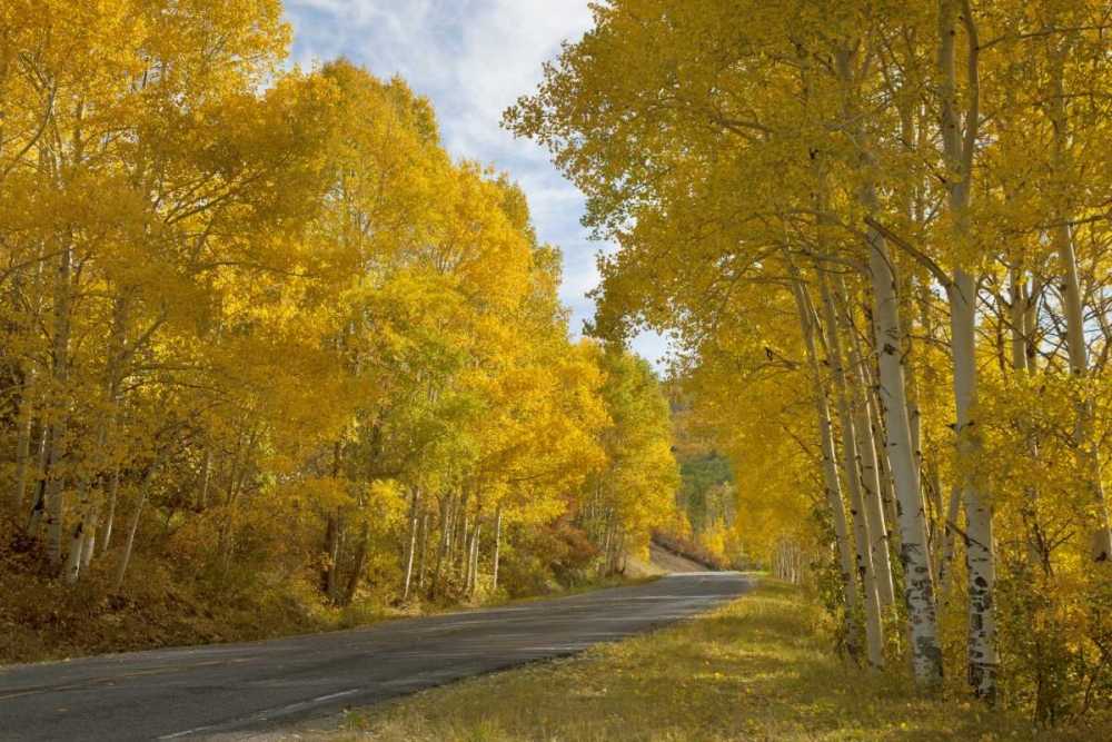 Wall Art Painting id:128156, Name: CO, Black Canyon, Road through fall trees, Artist: Grall, Don