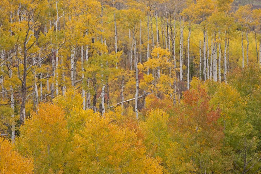 Wall Art Painting id:128413, Name: CO, White River NF Aspen grove in autumn foliage, Artist: Grall, Don