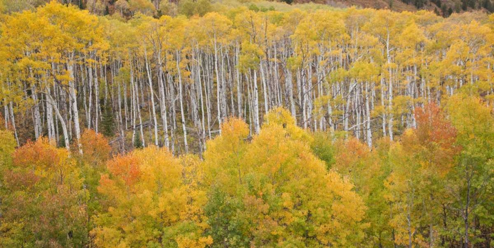Wall Art Painting id:128414, Name: CO, White River NF Aspen grove in autumn foliage, Artist: Grall, Don