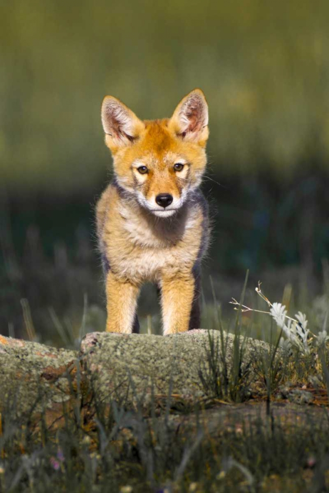 Wall Art Painting id:131003, Name: Colorado, Rocky Mountain NP Curious young coyote, Artist: Lord, Fred