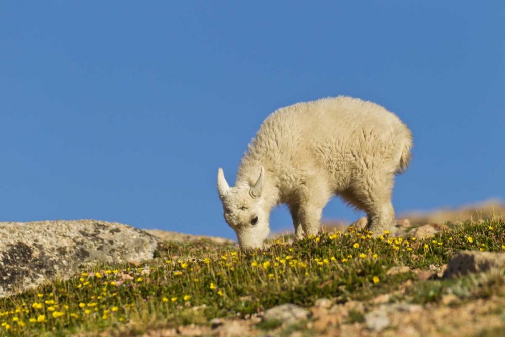 Wall Art Painting id:129297, Name: CO, Mt Evans Mountain goat feeding on flowers, Artist: Illg, Cathy and Gordon