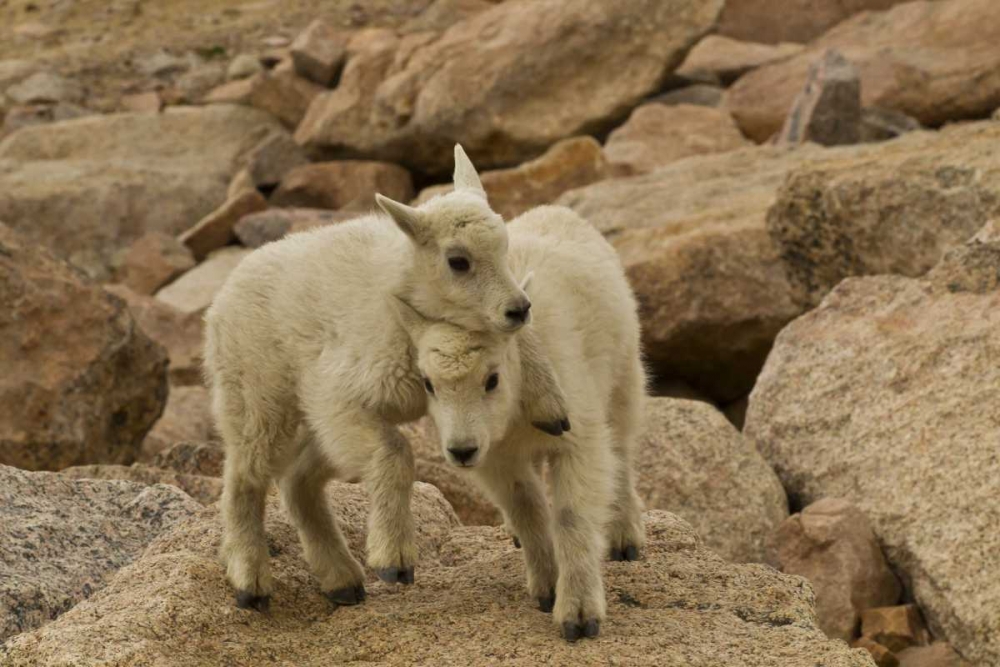 Wall Art Painting id:129694, Name: CO, Mt Evans Mountain goat kids playing on rock, Artist: Illg, Cathy and Gordon
