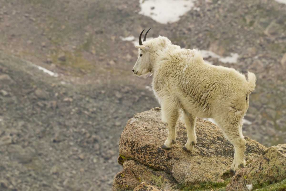 Wall Art Painting id:129695, Name: CO, Mt Evans Mountain goat yearling and scenery, Artist: Illg, Cathy and Gordon