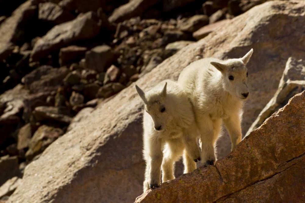 Wall Art Painting id:129696, Name: CO, Mt Evans Mountain goat kids playing on rock, Artist: Illg, Cathy and Gordon