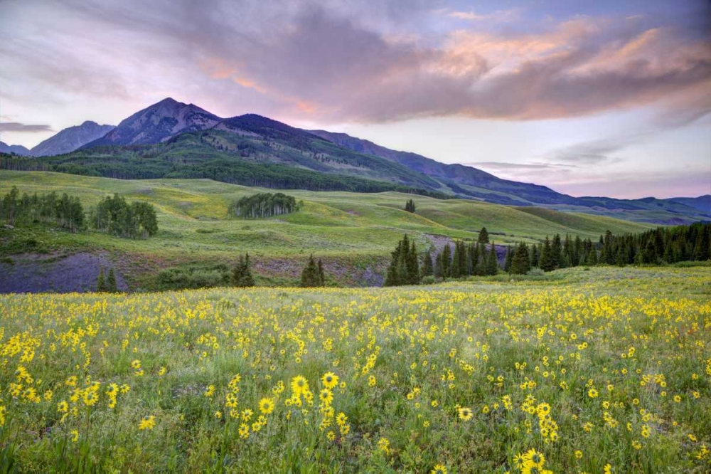 Wall Art Painting id:127434, Name: CO, Crested Butte Flowers and mountain, Artist: Flaherty, Dennis