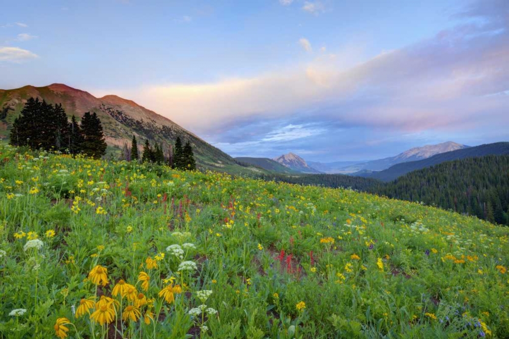 Wall Art Painting id:127459, Name: CO, Crested Butte Flowers and mountains, Artist: Flaherty, Dennis