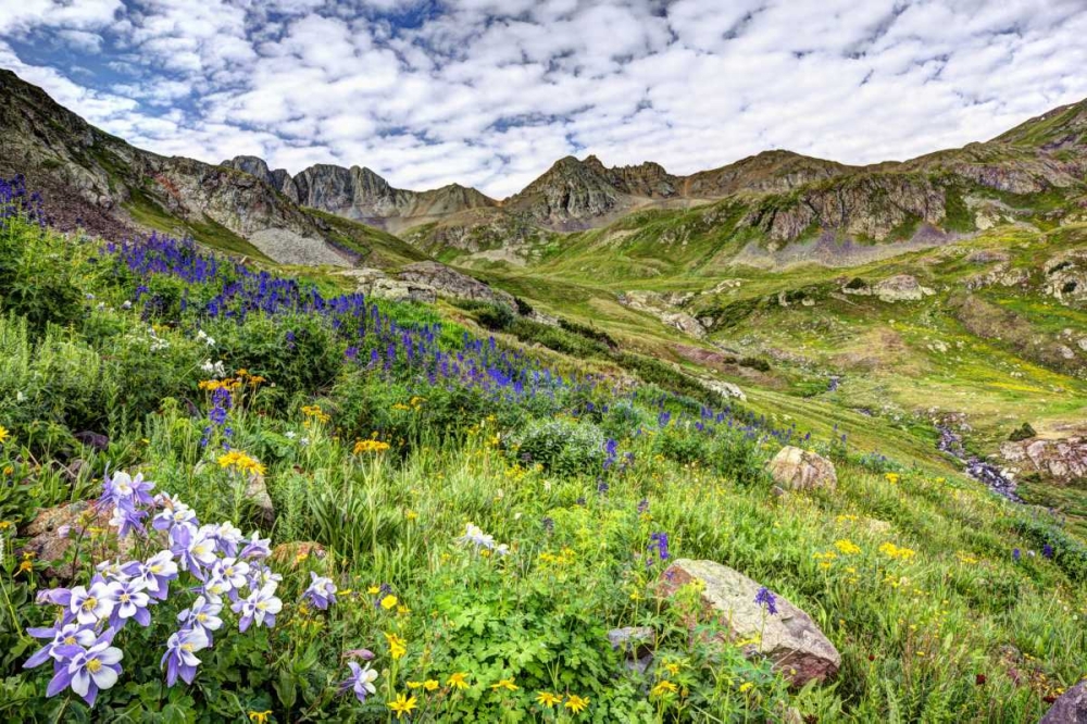 Wall Art Painting id:128046, Name: Colorado, San Juan Mts, flowers in American Basin, Artist: Flaherty, Dennis