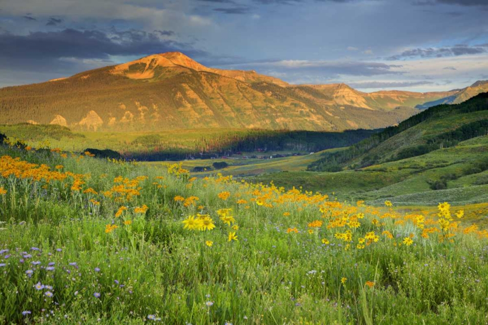 Wall Art Painting id:127979, Name: CO, Crested Butte Landscape of mountain flowers, Artist: Flaherty, Dennis