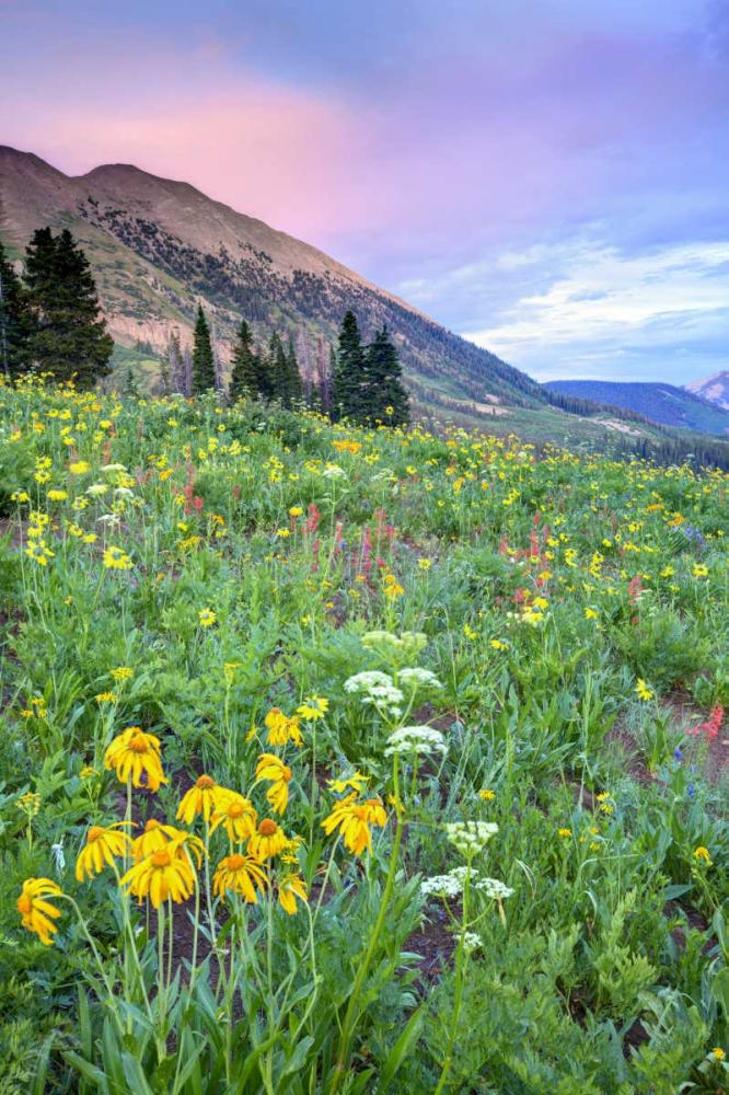 Wall Art Painting id:127460, Name: CO, Crested Butte Flowers and mountains, Artist: Flaherty, Dennis