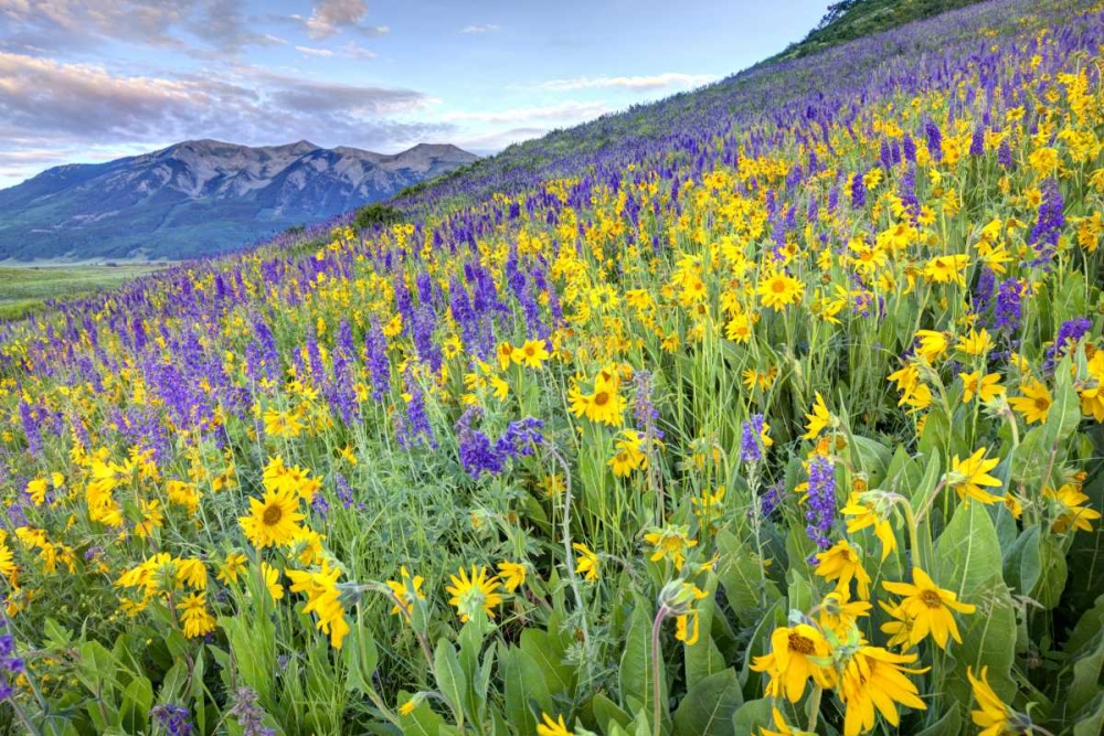 Wall Art Painting id:127412, Name: CO, Crested Butte Flowers on hillside, Artist: Flaherty, Dennis